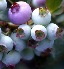 Growth Stages - Blueberries